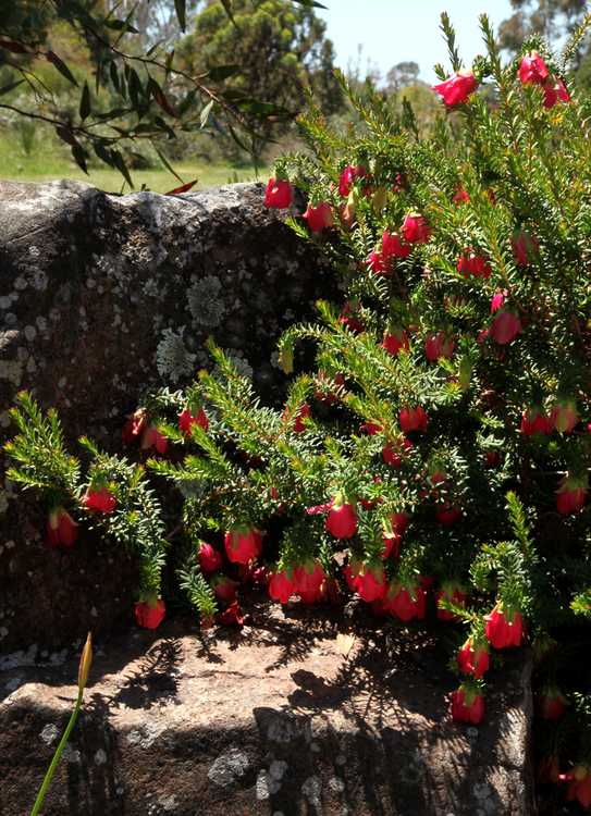 Image of Darwinia leiostyla 'Mt. Trio'