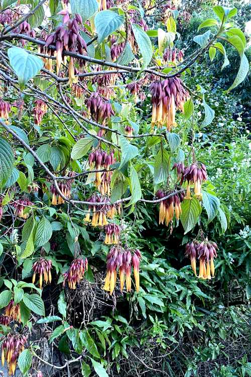 Image of Deppea splendens 'Cristbal'