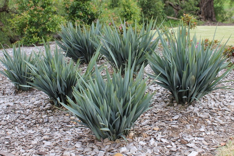 Image of Dianella BluTopia ['DP401'] PP27,348