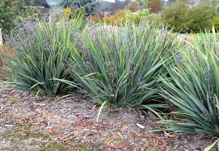 Image of Dianella caerulea Cassa Blue ['DBB03'] PP17,998