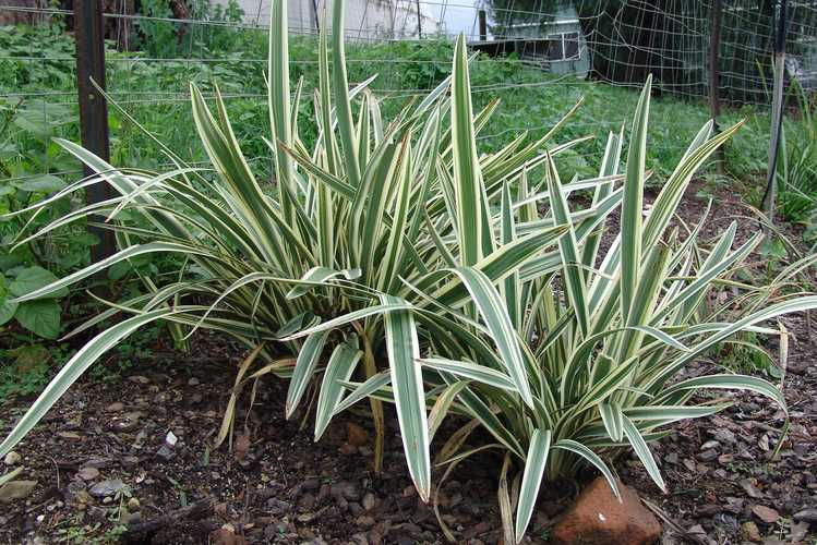 Image of Dianella tasmanica Destiny ['TAS100'] PP19,338