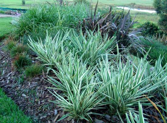 2nd Image of Dianella tasmanica 'Silver Streak' at San Marcos Growers