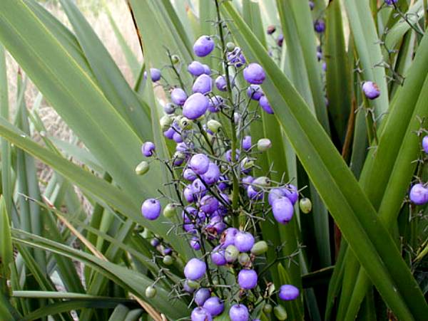 Image of Dianella caerulea Becca ['DCNC0']