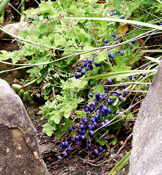 Image of Dianella tasmanica