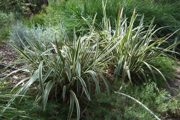 Image of Dianella tasmanica Wyeena ['TAS300'] PP22,196