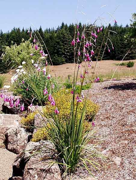 Image of Dierama pendulum