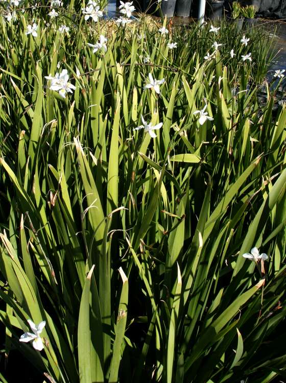 Image of Dietes 'Jack Catlin'