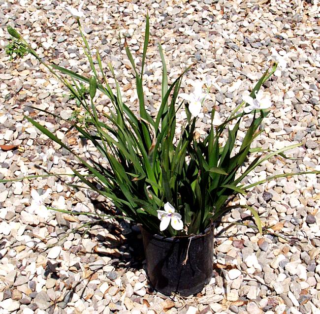 Image of Dietes iridioides 'John's Runner'