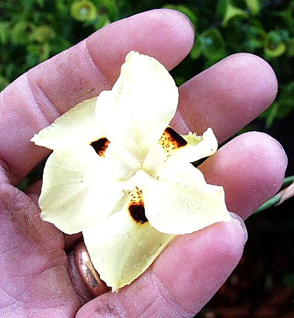 Image of Dietes bicolor 'Liz's Selection'