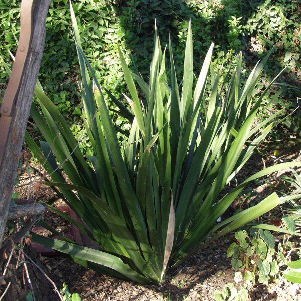 Image of Dietes butcheriana