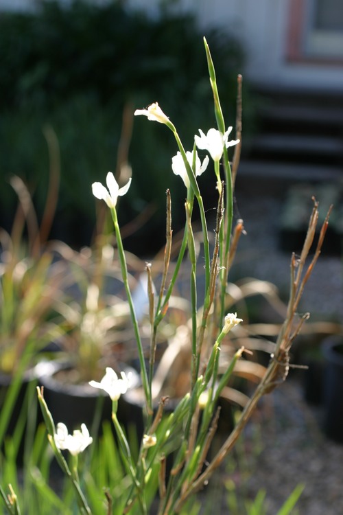 Image of Dietes flavida