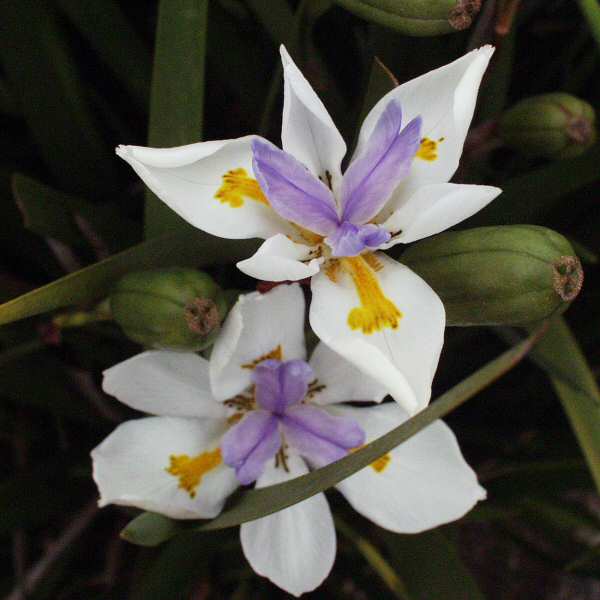 Image of Dietes grandiflora