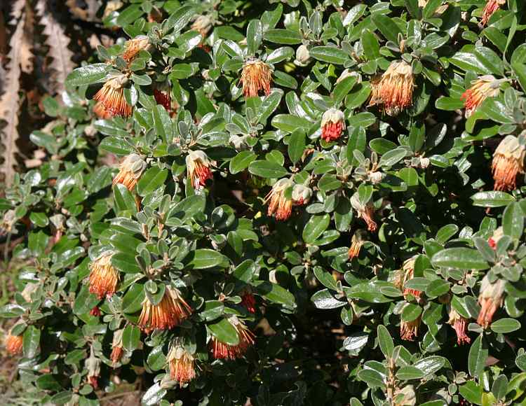 Image of Diplolaena dampieri 'Feather Duster'