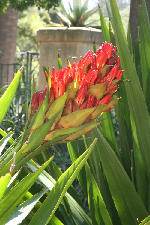 Image of Doryanthes palmeri