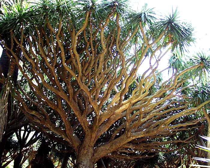 Image of Dracaena draco