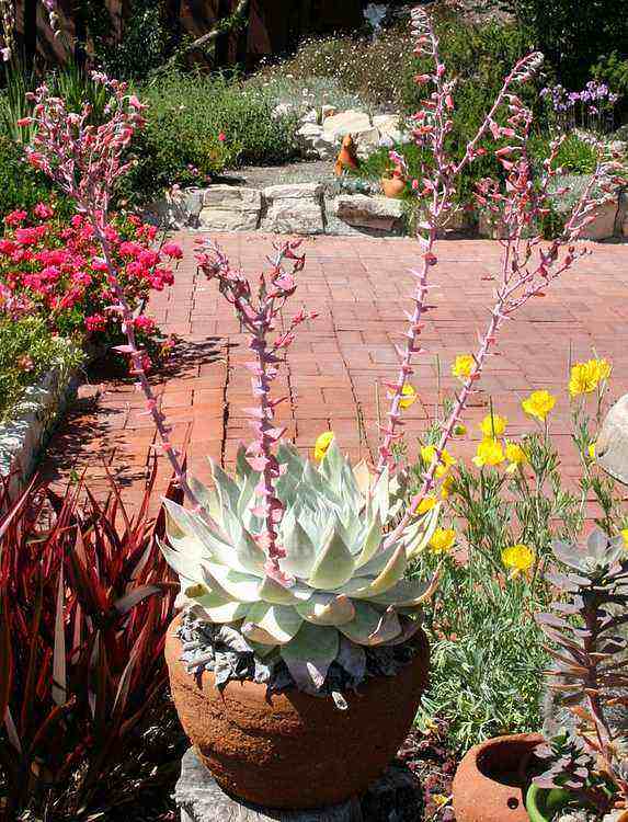 Image of Dudleya 'Palos Verdes'