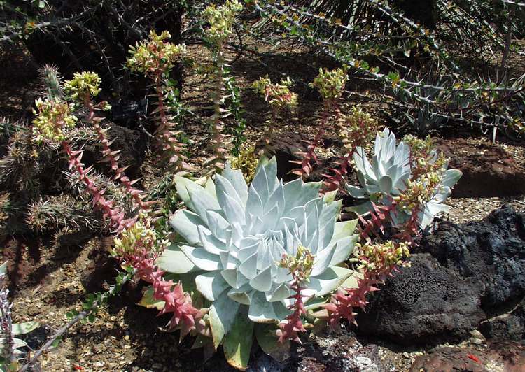 Image of Dudleya brittonii