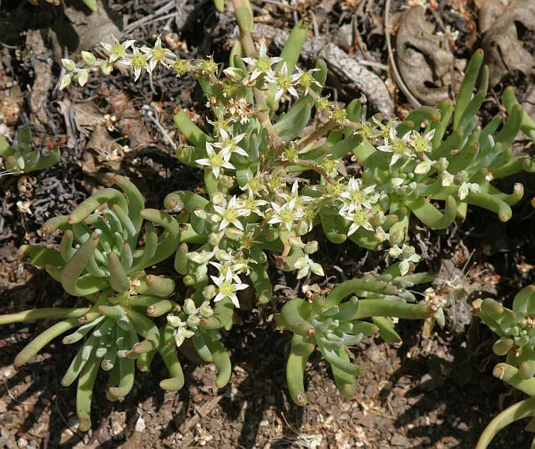 Image of Dudleya edulis