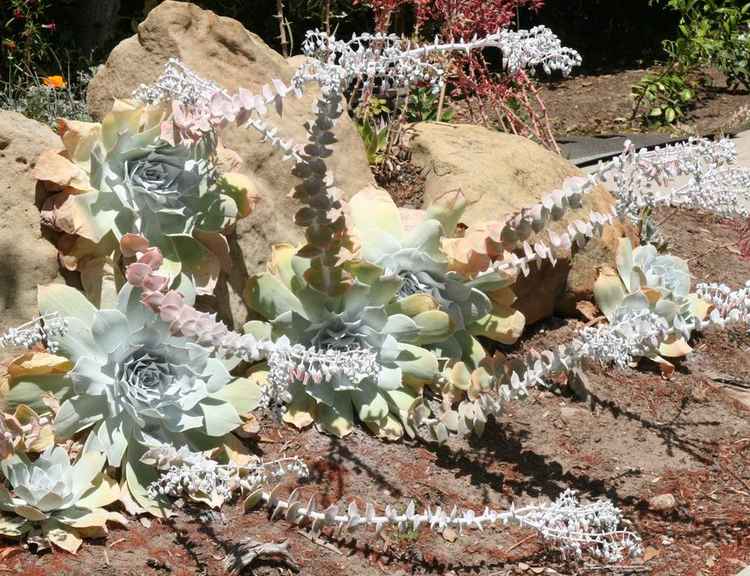 Image of Dudleya pulverulenta