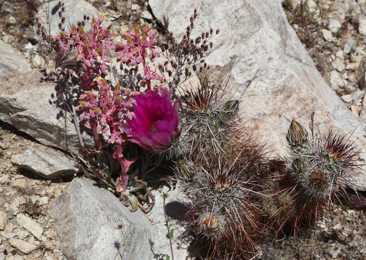 Image of Dudleya saxosa ssp. aloides