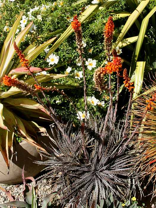 Image of Dyckia 'Precious Metal'