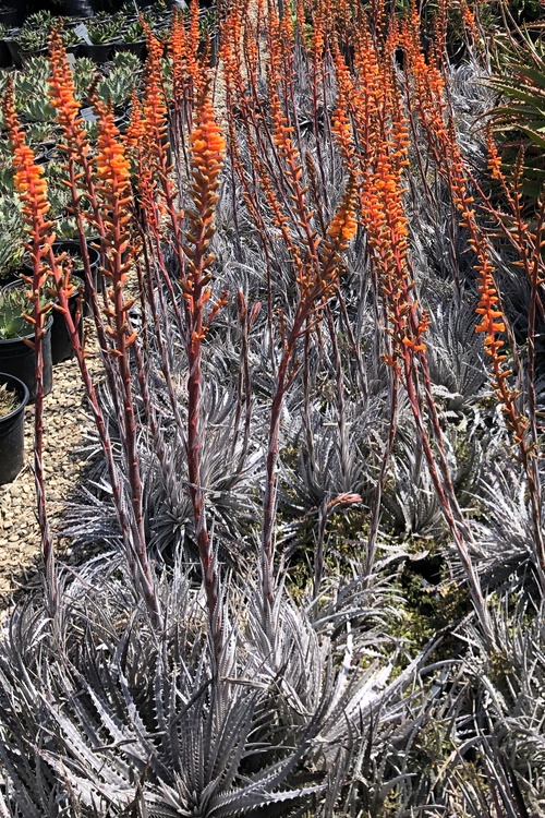 Image of Dyckia 'Silver Superstar'