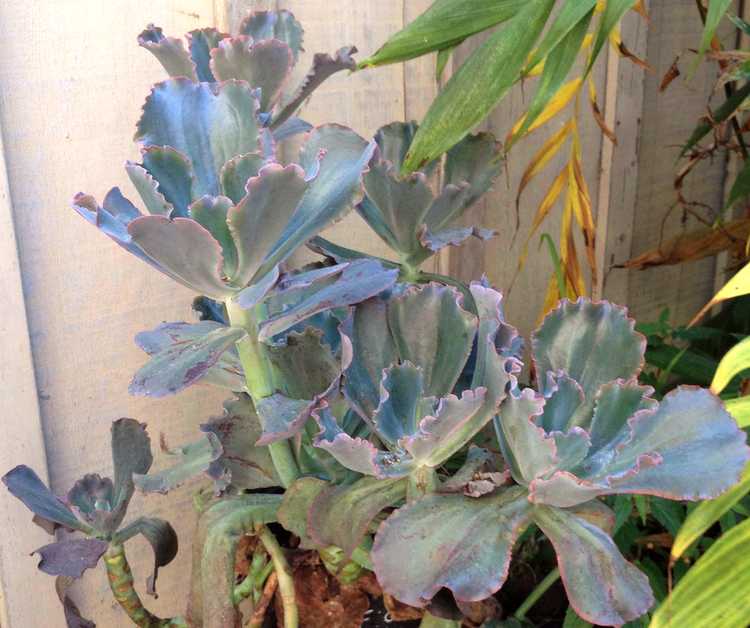 Image of Echeveria gibbiflora 'David Harris'