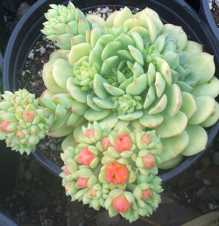 Image of Echeveria 'Dondo'