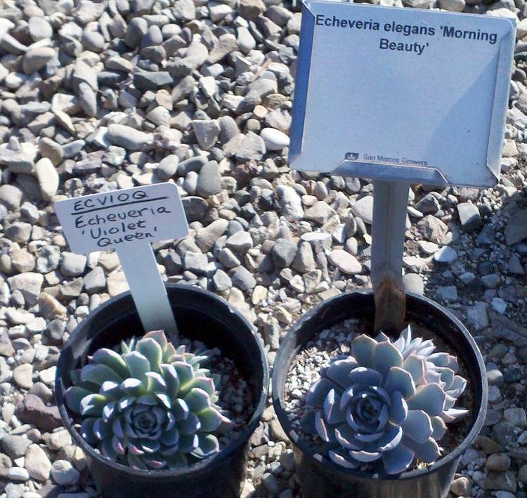 Image of Echeveria 'Morning Beauty'