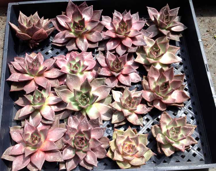 Image of Echeveria agavoides 'Romeo'