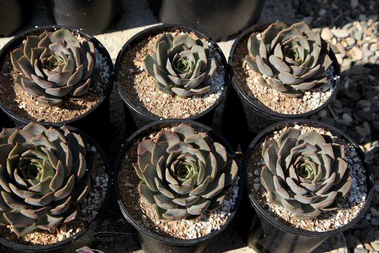 Image of Echeveria 'Latte Rose'