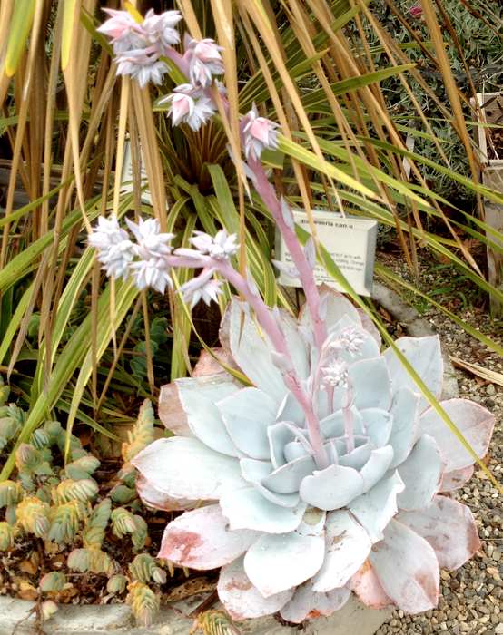 Image of Echeveria cante