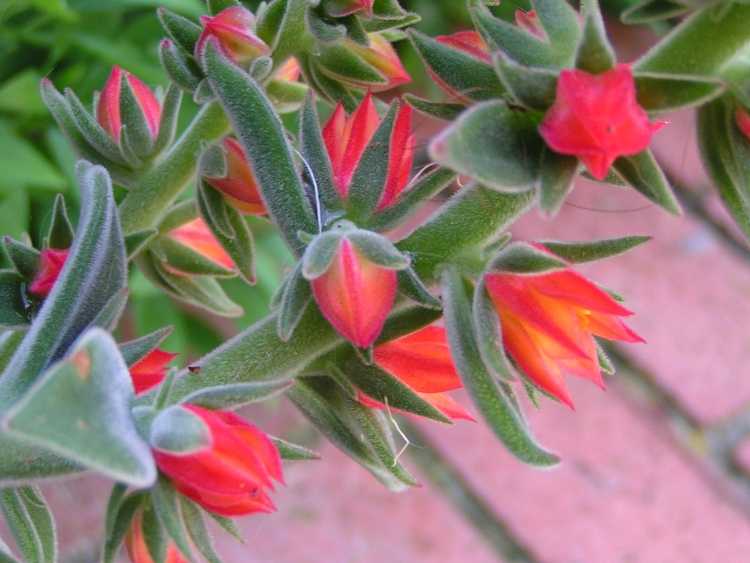 Image of Echeveria 'Pulvicox'