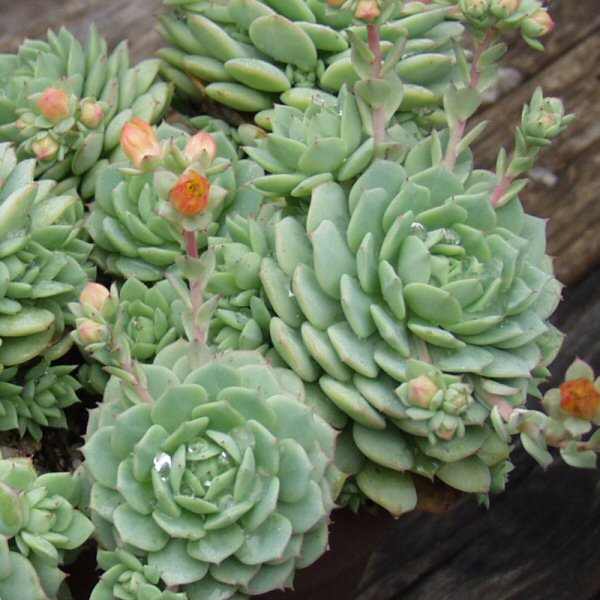 Image of Echeveria derenbergii