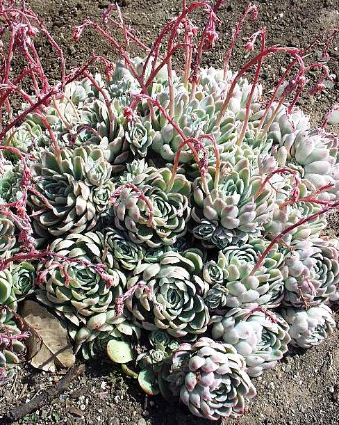 Image of Echeveria elegans 'Super Clone'