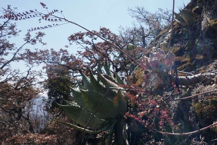 Image of Echeveria gibbiflora