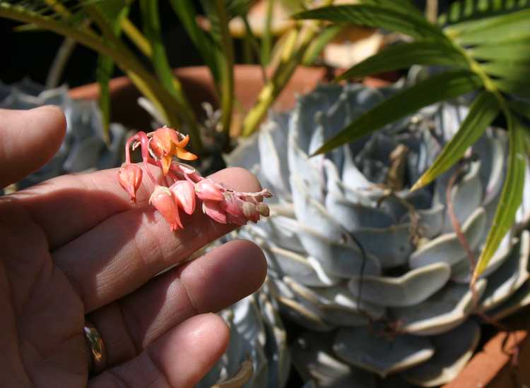 Image of Echeveria lilacina