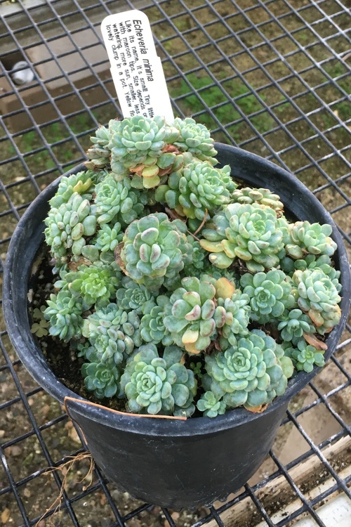 Image of Echeveria minima