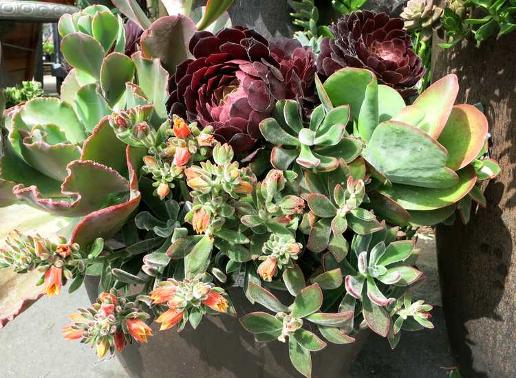 Image of Echeveria 'Pulv-oliver'