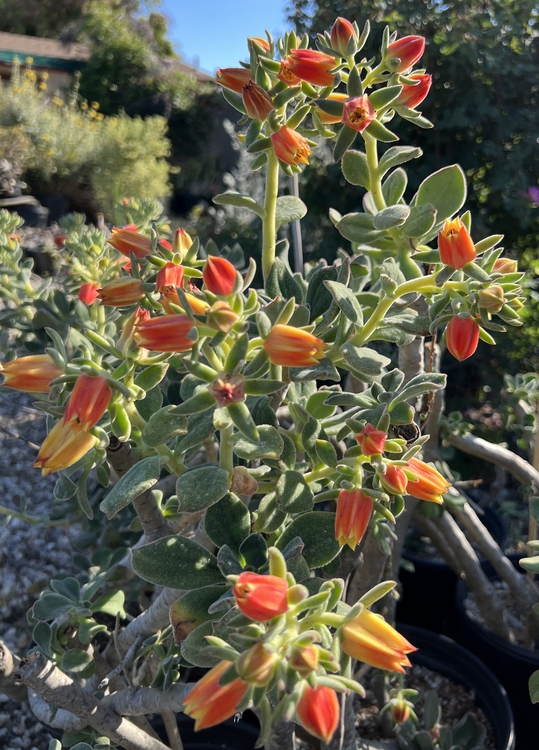 Image of Echeveria pulvinata 'Benito Juarez'