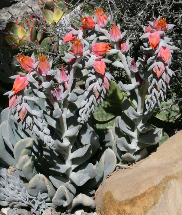 Image of Echeveria runyonii 'Topsy Turvy'