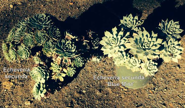 Image of Echeveria secunda 'Blue Mist'