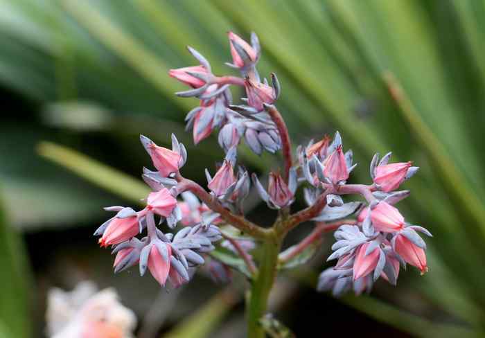 Image of Echeveria semivestita