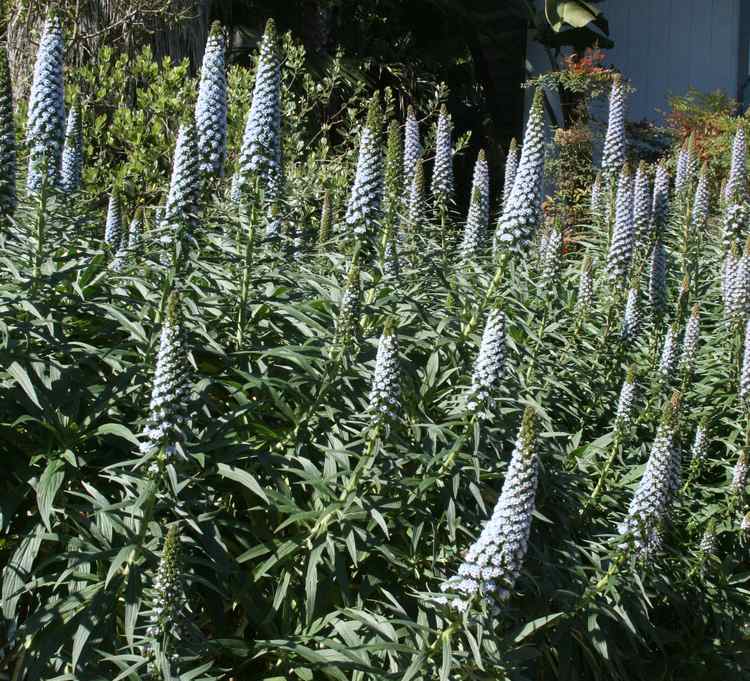 Image of Echium candicans 'Rincon Blue'