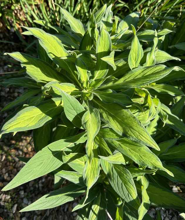 Image of Echium candicans 'Starburst'