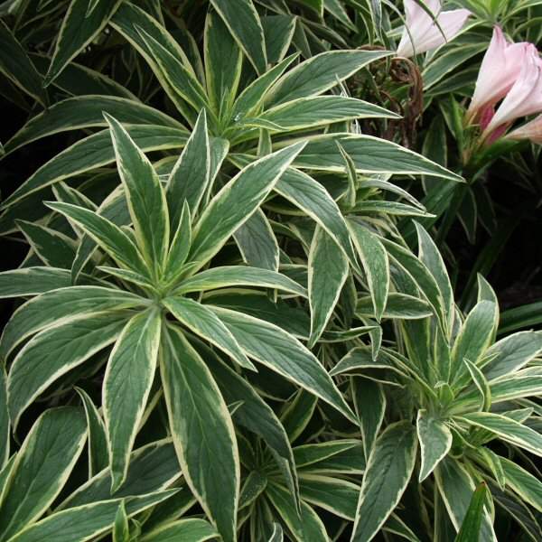 Image of Echium candicans 'Star of Madeira'