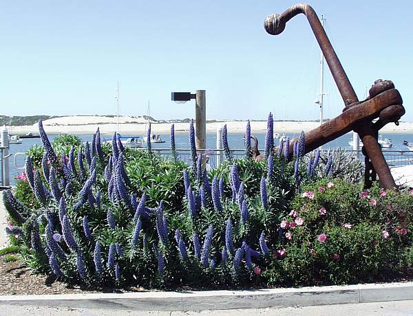 Image of Echium candicans