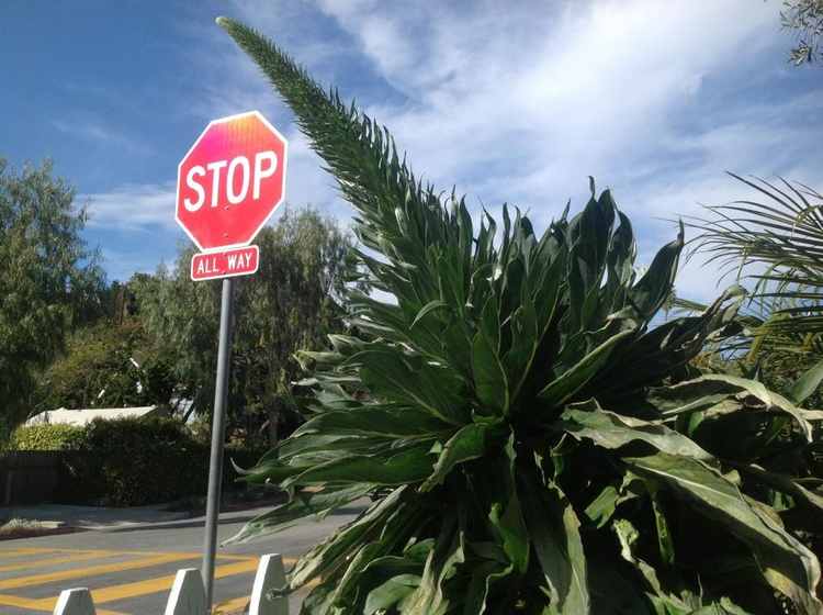 Image of Echium simplex