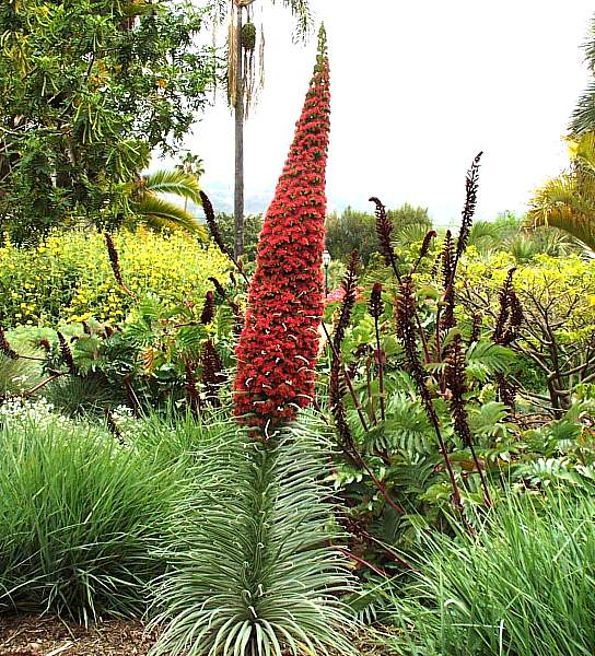 Image of Echium wildpretii