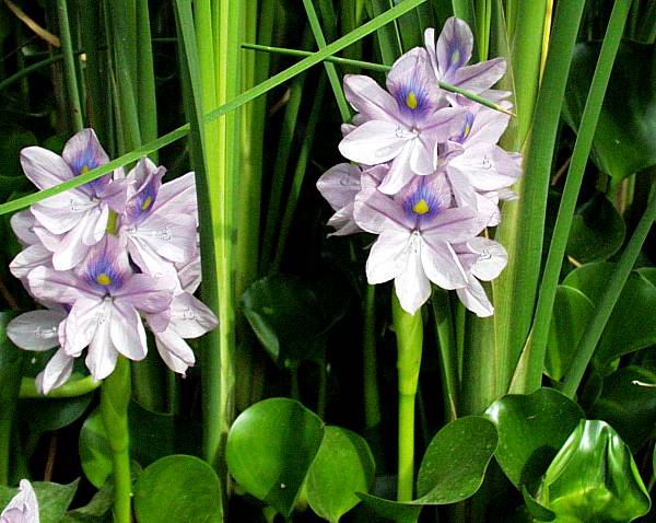 Image of Eichhornia crassipes